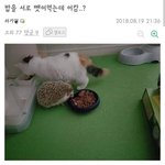 [드루와] <b>편식</b>을 고치려고 친구를 데려왔는데