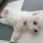 [강아지] 울집 갱쥐 넘 귀엽땅ㅎㅎㅎ