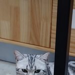 [댓글부탁해] 고영이 <b>요염</b>한척 하는거같다 추반