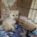 [강아지] 파보인거 같습니다