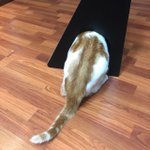 [고양이] 퇴근하는 길에 만난 우리 <b>고냥</b>이 7