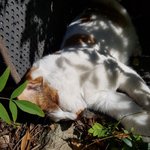 [고양이] 세상 <b>여유</b>로운 고앵이