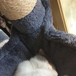 울 아깽이들 별,달