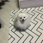 [강아지] 우리 애 좀 찾아주세요 서울시 <b>성동구</b> 용답동