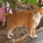 <b>텃밭</b> 사료그릇에 또 이상한 물질이...