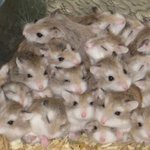 [댓글부탁해] 아이즈원 정규앨범 <b>무산</b>이야..???
