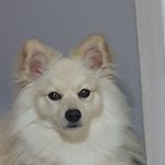 우리집 1살 댕댕이 <b>왕자</b>님