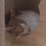 [고양이일상] 고양이도  혀내밀고 자나요?? ㅡ 추가