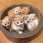 <b>특성</b>화고 면접