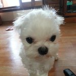 여러분강아지는 어떤표정이 있나요?