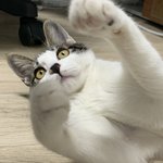 우리집 고양이 기엽징