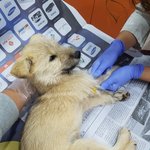 [강아지] 파보아이 소식입니다