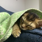 [고양이] ** 아비시니안 아깽이 <b>밤바</b>자랑-2