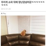 [모두드루와] 장난감이 <b>쇼파</b>뒤로 넘어가서 슬픈 댕댕이