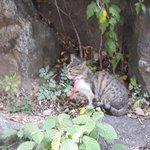 서대문구 홍제천 <b>폭포</b>마당 근처 목줄한 아기고양이 있어요.(방울도...