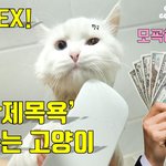[고양이일상] 세상에서 가장 <b>목욕</b>잘하는 고양이