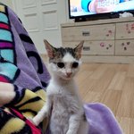 [드루와] 우리 집 고양이 보고 가주라