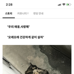 [고양이] 털 색으로 차별받는 고양이