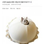 [댓글부탁해] 고양이집을 <b>사</b>줬는데 고양이가 <b>안</b>들어가요