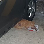 [고양이] 11월 1일~11월 2일 이야기