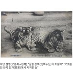 [댓글부탁해] <b>조선</b>시대 집냥이 클라스...ㄷㄷㄷ