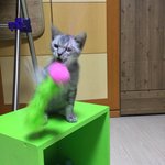 [드루와] 얘들아 아이폰 11 색깔 ㄹㅇ <b>고민</b>인데ㅜㅜㅜ
