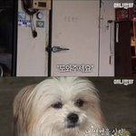 [댓글부탁해] <b>주인님</b>이 갇혔어요 도와주세요