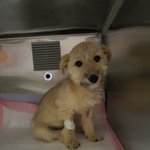 [강아지] 파보 건강이 소식입니다