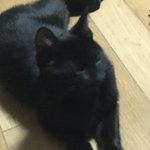 고양이놈 물거나 할퀼때