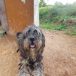 [강아지] 삽살이 가족이 되어주세요