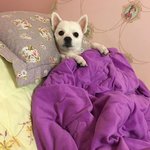 [강아지] <b>이불</b>밖은 위험해