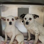 [강아지] 한두달 <b>임보처</b>가 되어주세요