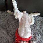 [강아지] <b>어서</b> 날 만지거라