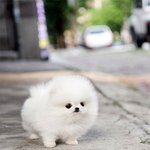 올 겨울도 끄떡없는 털뚠이들