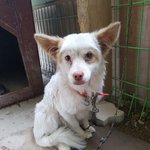 [강아지] 마을회관에 버려진 <b>세나</b>