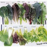 [모두드루와] 한국인들은 꼭 이거 먹음