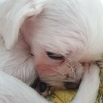 [드루와] 동물<b>확대</b>