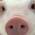 [댓글부탁해] 코 고는 <b>돼지</b>