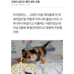 고양이 싫다했던 엄마 근황