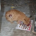 [고양이] <b>금이</b>의 상태가 악화되는 것 같네요