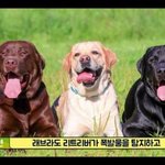 [댓글부탁해] <b>골든</b> 리트리버가 군견으로 쓰이지 않는 이유