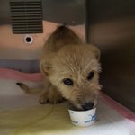 [강아지] 파보 건강이 <b>소식</b>입니다