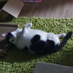 [고양이] <b>뒷다리</b> 없어도 귀엽징