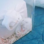 [드루와] <b>햄찌</b> 사진 더 올림