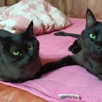 [고양이] 나도 우리고양이 자랑할래