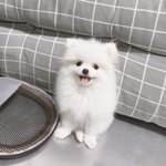 [강아지] 울집상전인 멍멍이 좀 보고 가 ㅠ.ㅠ