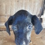 [강아지] <b>미동</b>도없이 누워있는 아이