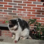 [댓글부탁해] **고양이 구조 가능하신분 봐주세요**