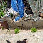 [도와주세요] 애기들 좀 살려주세요ㅠㅠㅠㅠ