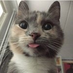 [댓글부탁해] 냥이 초<b>근접</b>샷 모음